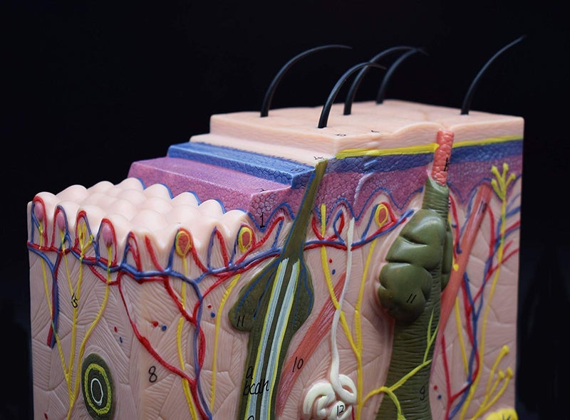 XINDAM Skin Model, 50X Enlarged Anatomical Model Anatomy for Science Classroom Study Display Teaching Medical Model - Image 4